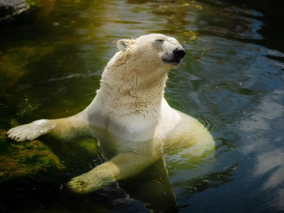 Eliminar Logo, Marca de Agua y Texto