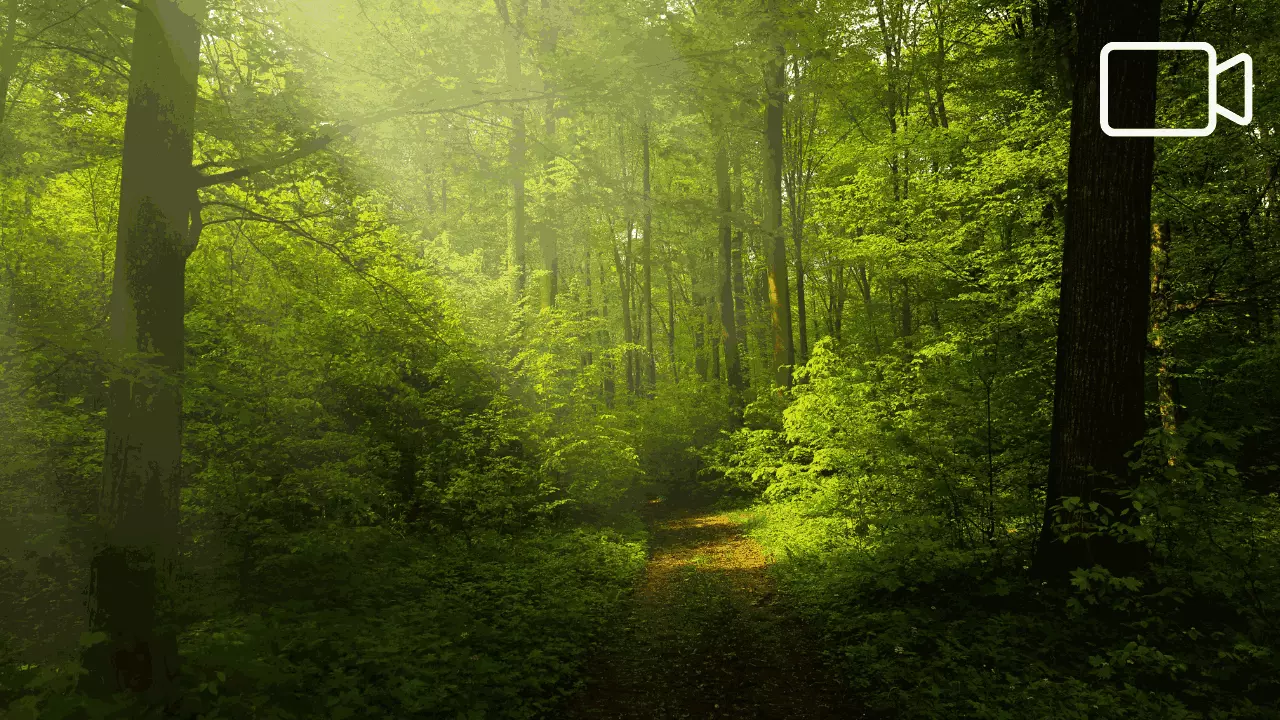 Remove Text from Video Without Blur