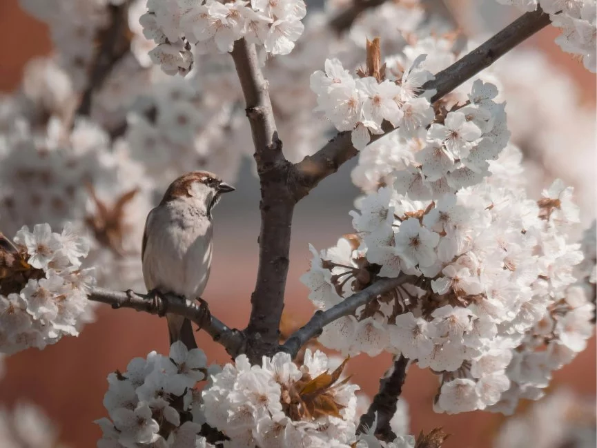 Détection automatique intelligente