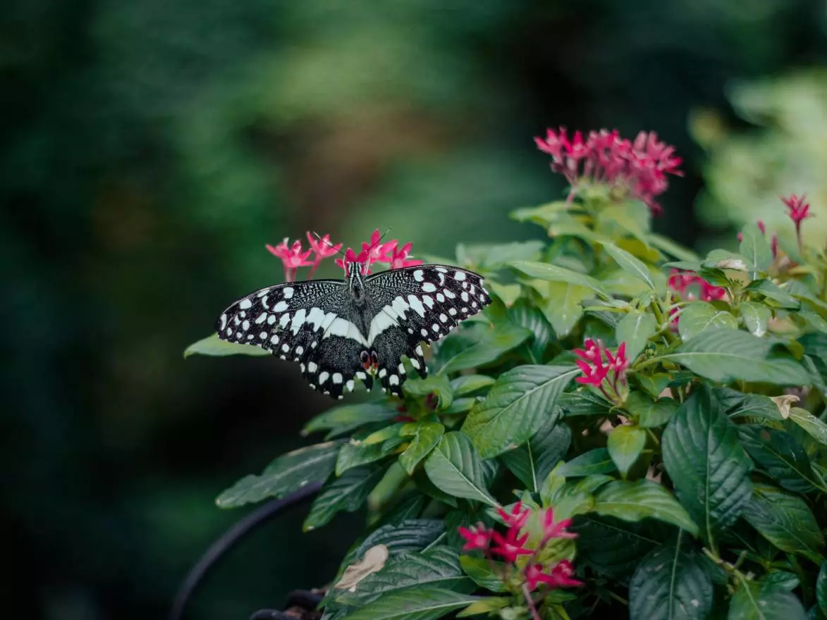 Supprimer filigrane de vidéos en conservant la qualité